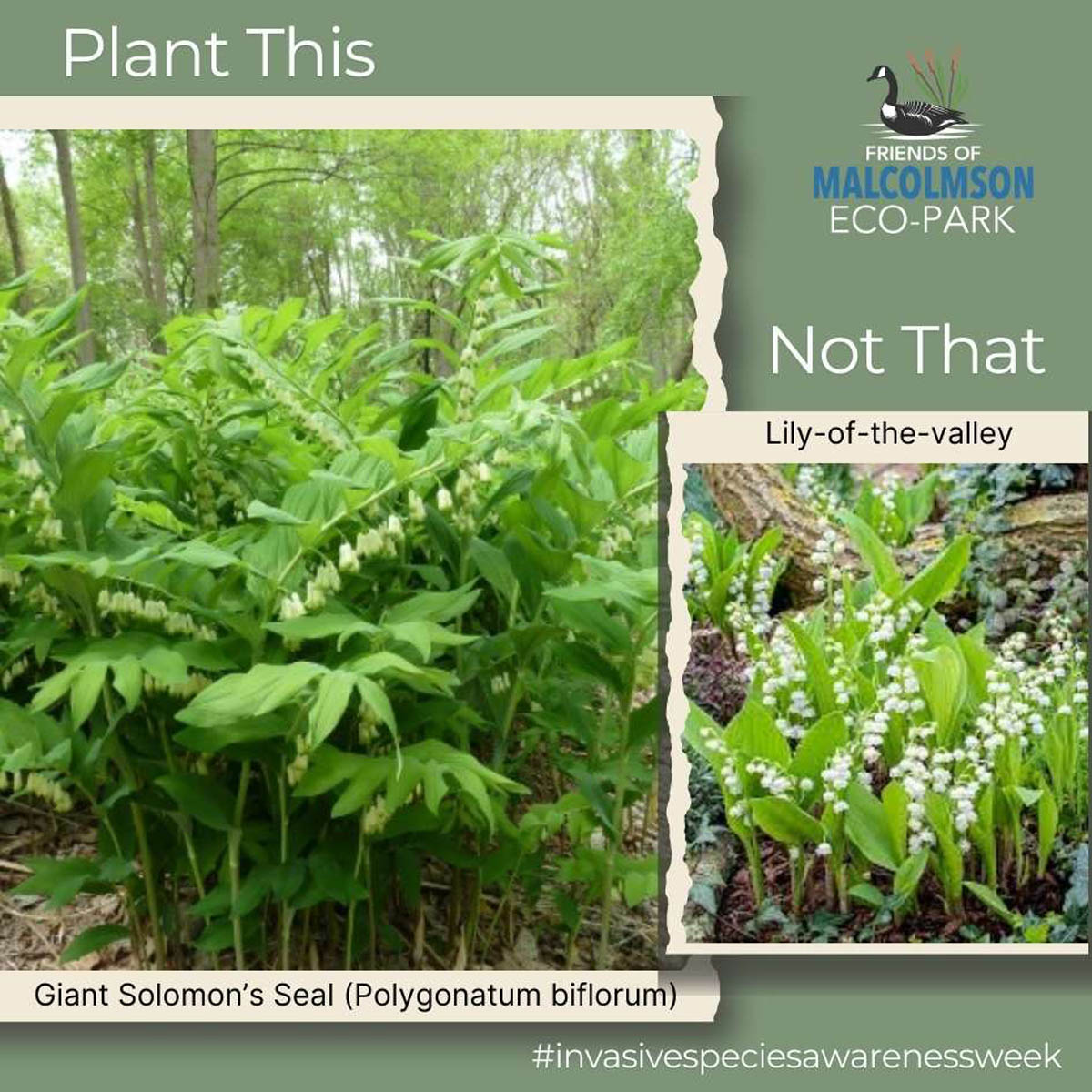 Giant Solomon’s Seal Giant Solomon's Seal