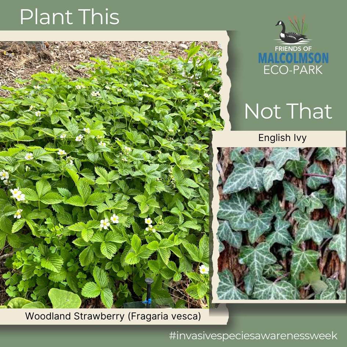 Woodland Strawberry Woodland Strawberry