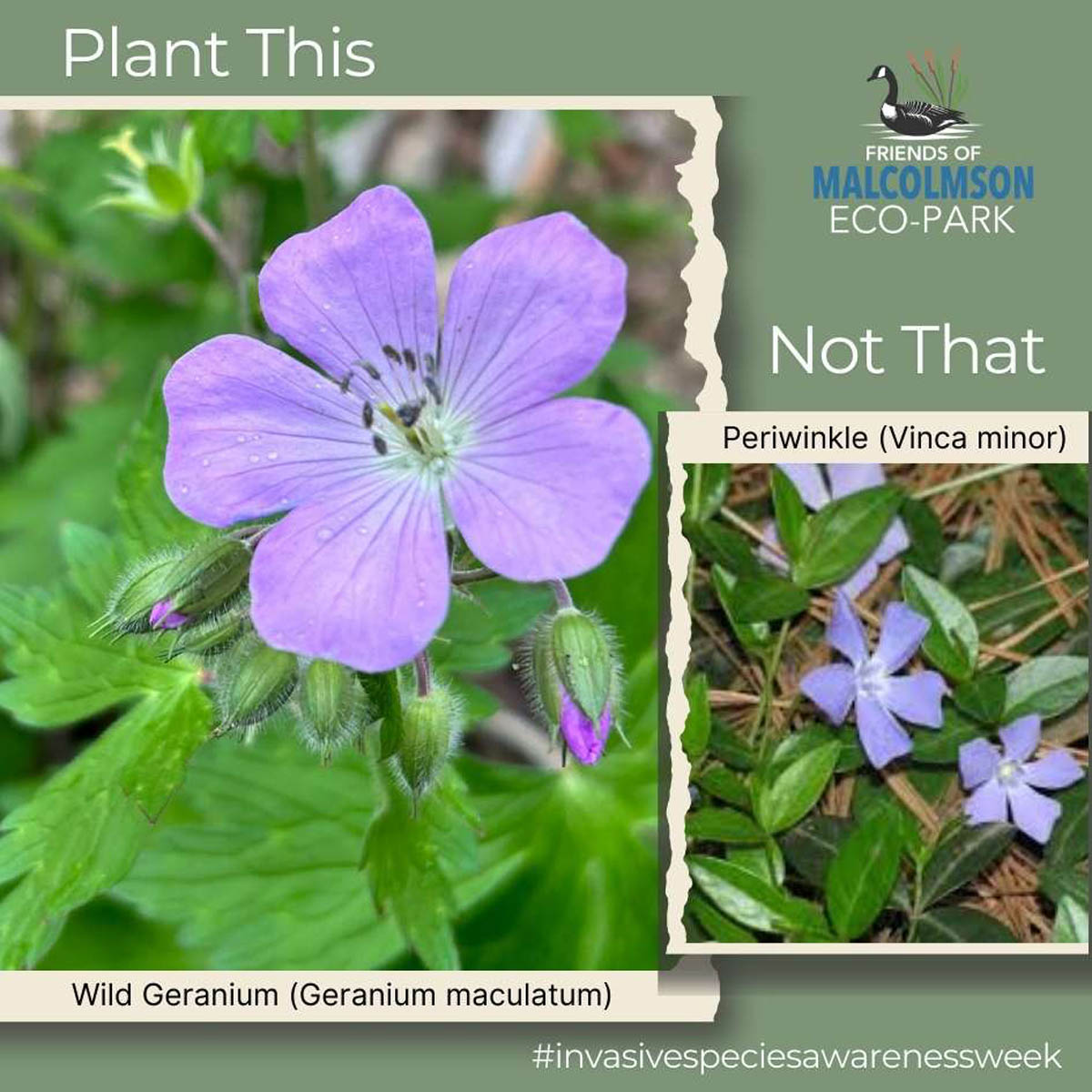 Wild Geranium Wild Geranium