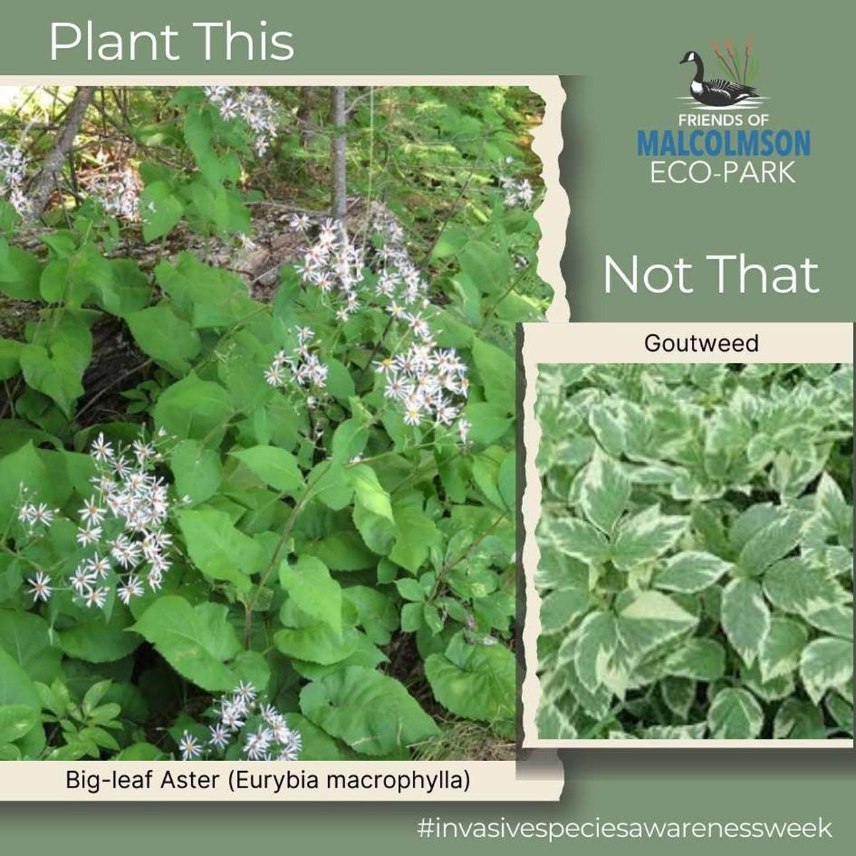 Big-Leaf Aster Big-Leaf Aster