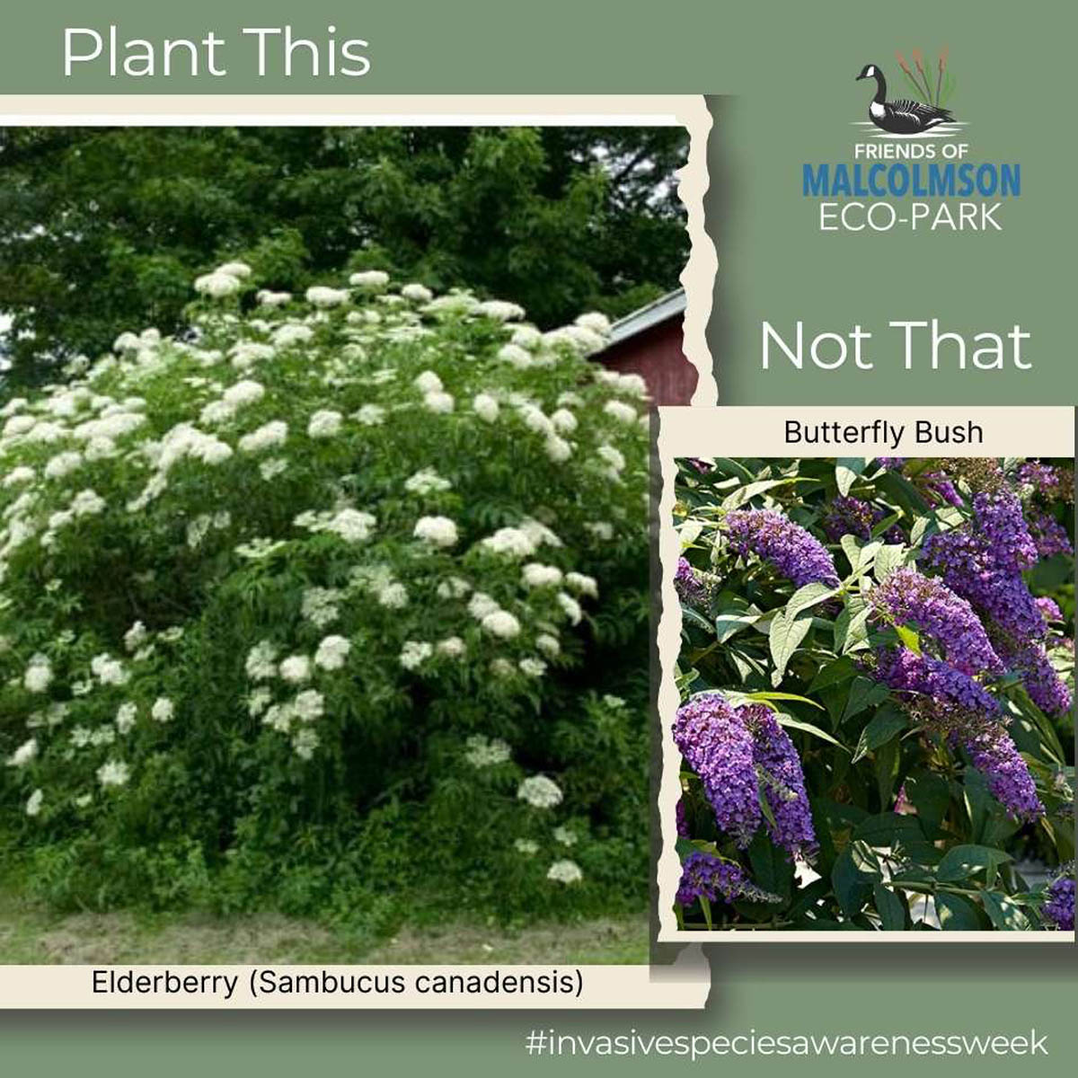 Elderberry Elderberry