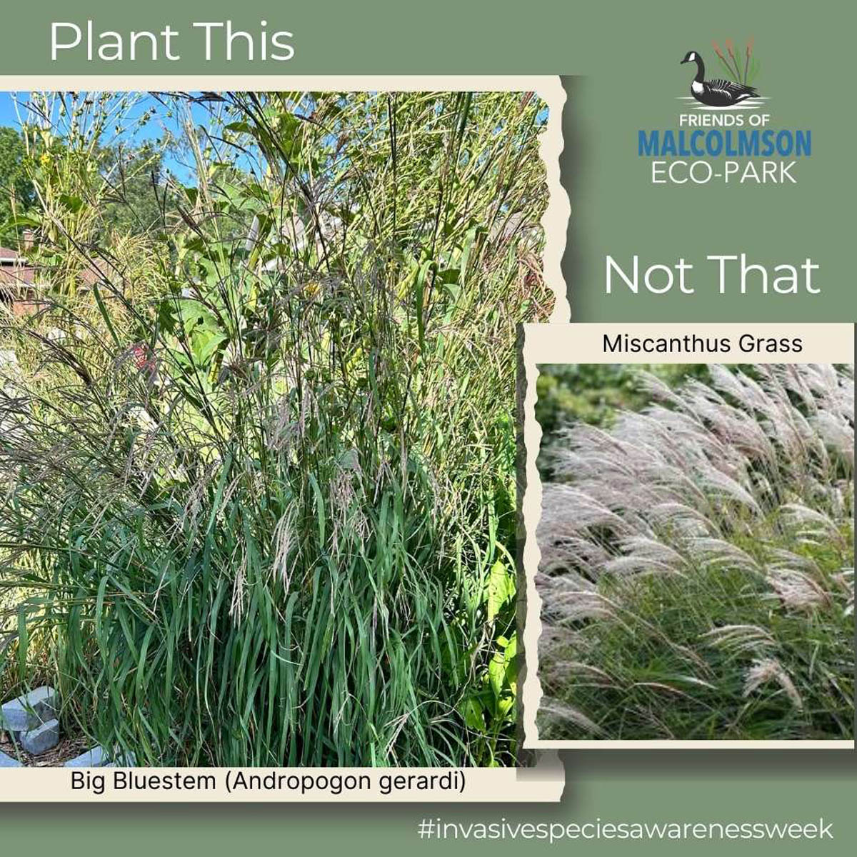 Big Bluestem Big Bluestem