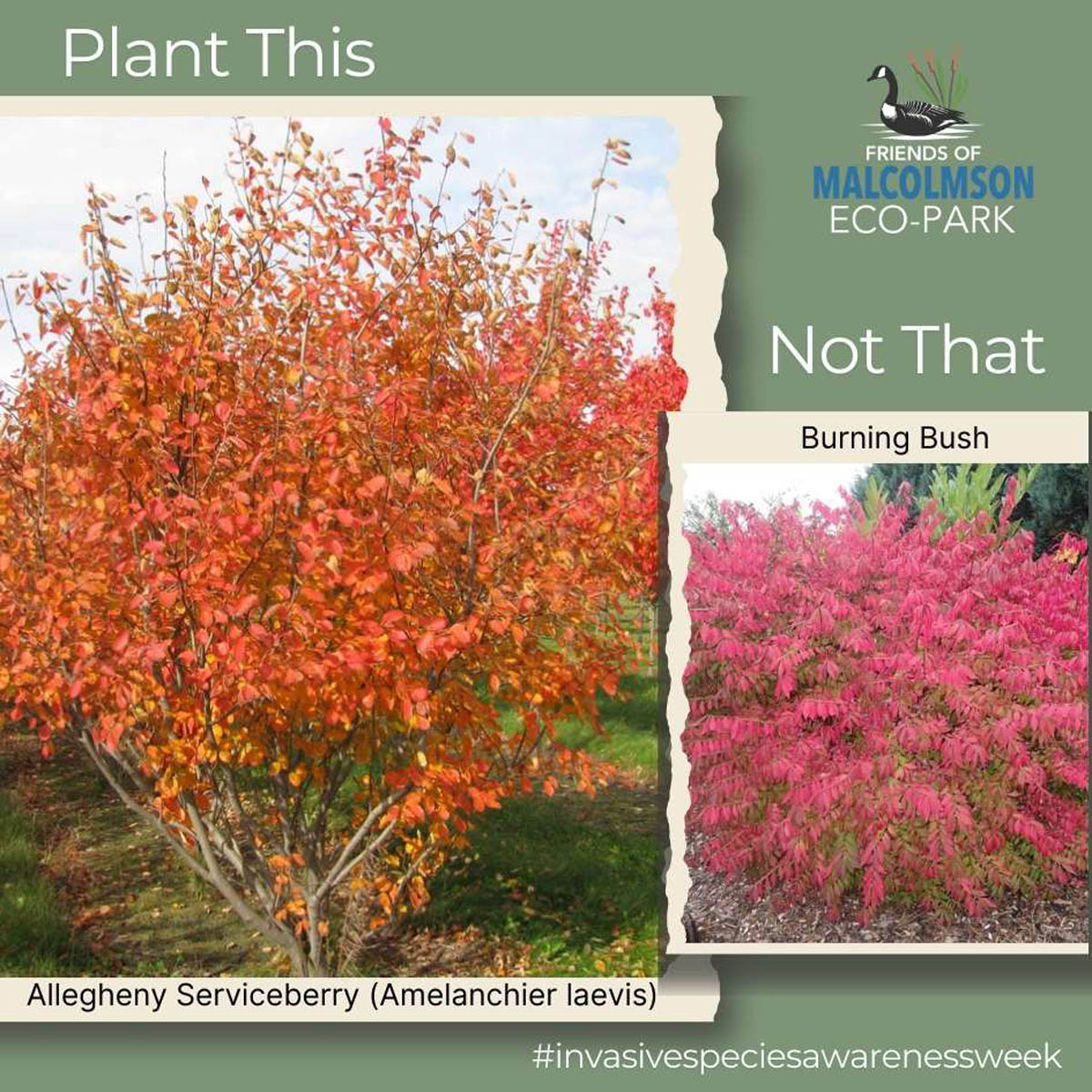 Allegheny Serviceberry Allegheny Serviceberry