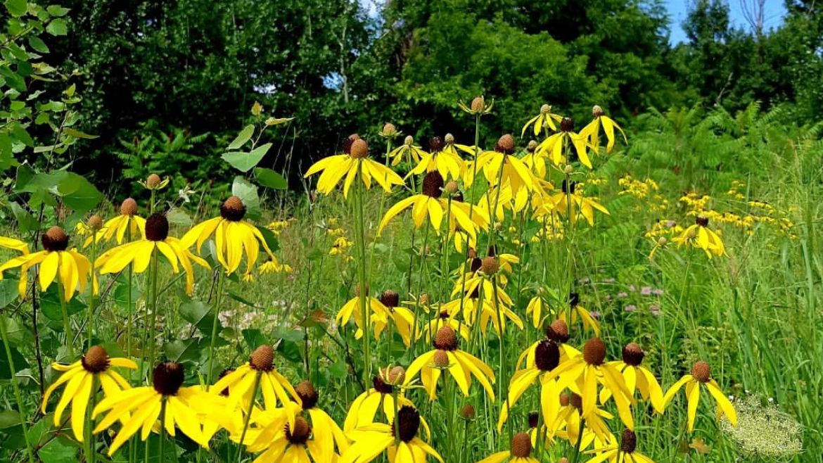 Tallgrass Prairie at Malcolmson Eco-Park