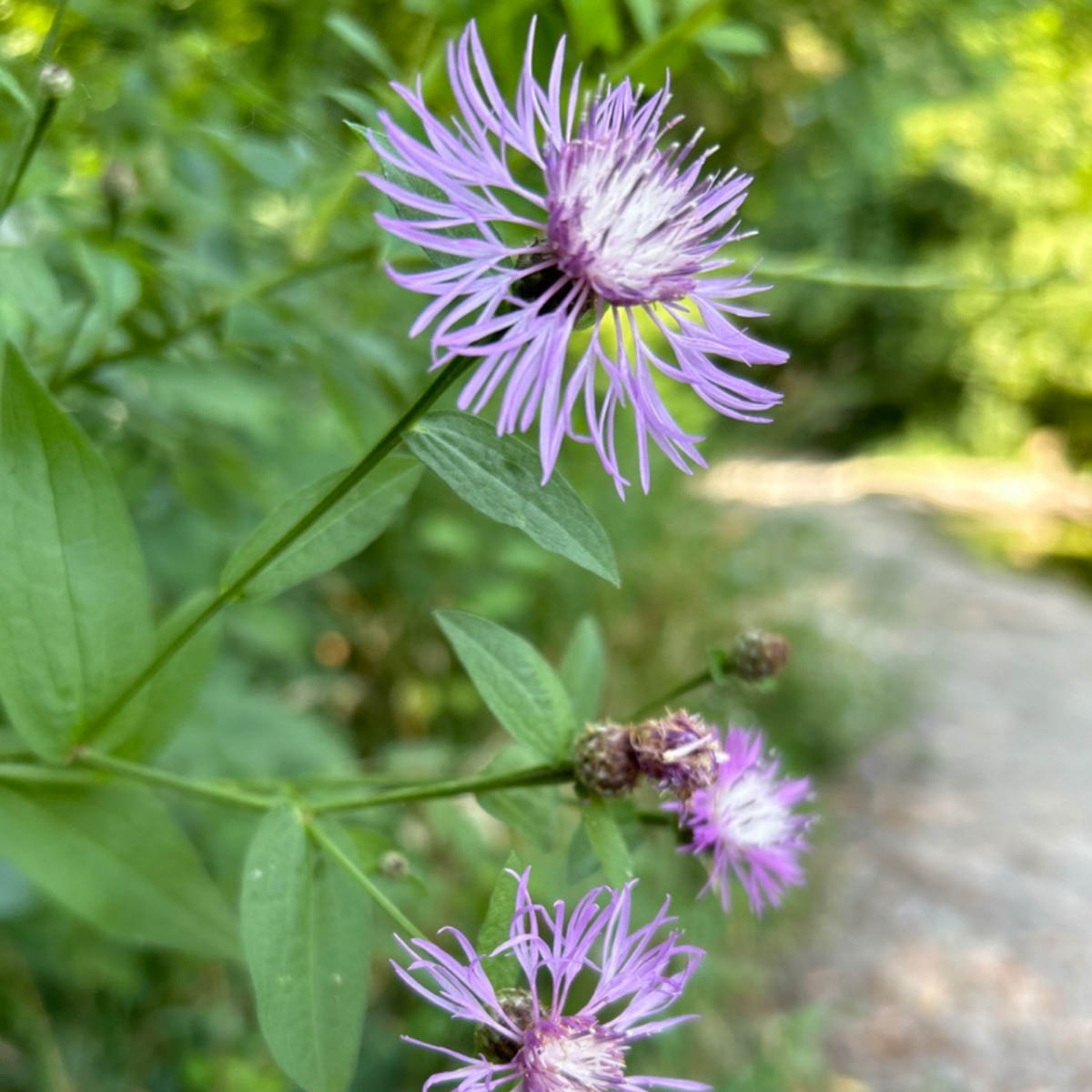 Knapweed