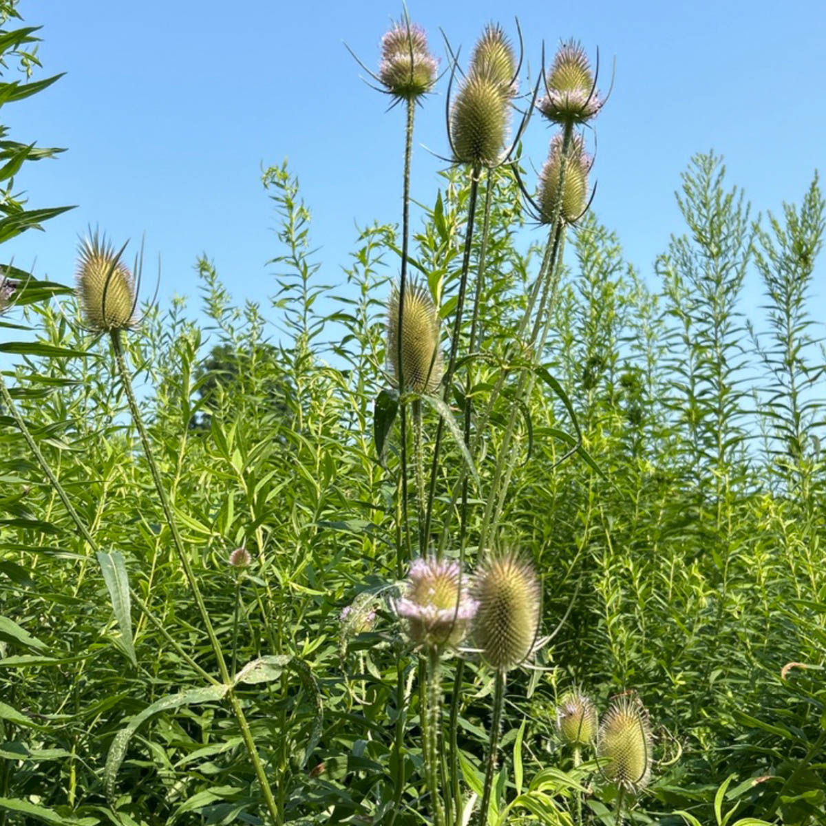 Teasel